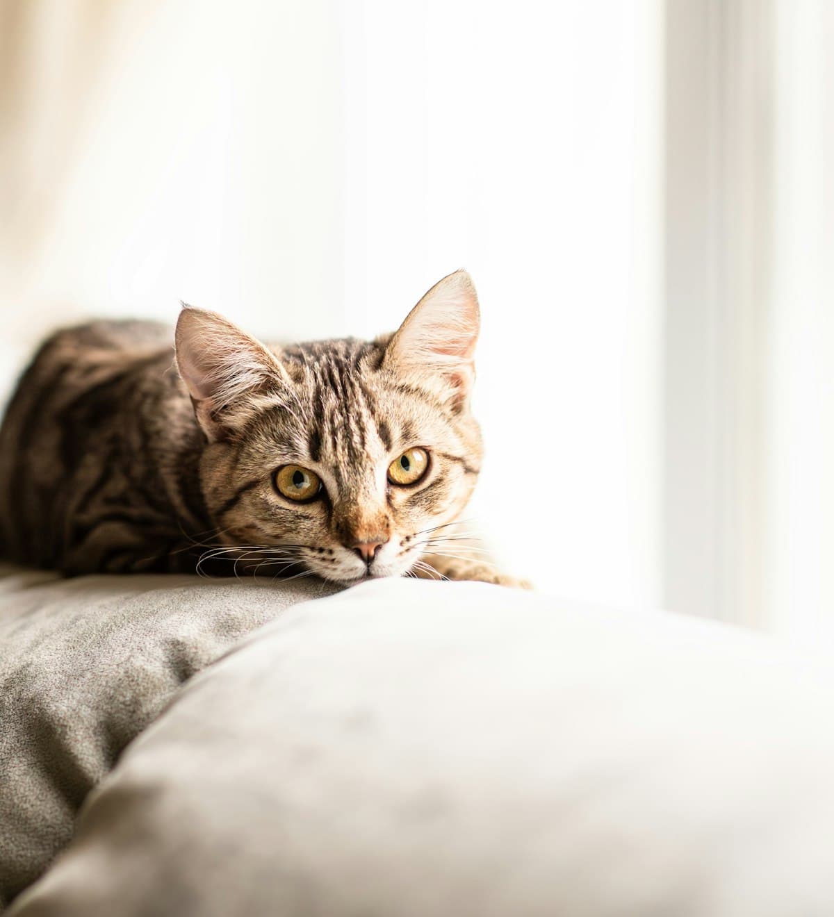 Katze liegt entspannt auf dem Sofa am Fenster